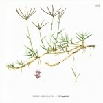 Cynodon Dactylon (L.) Pers. (Köpek Dişi Ayrığı)